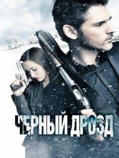 Чёрный дрозд
