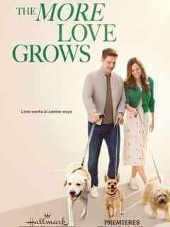Любовь как цветок