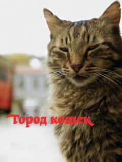 Город кошек
