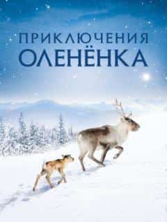 Приключения олененка