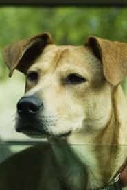 Lucy the Dog