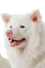 Meechok