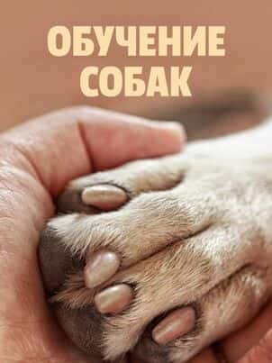 Обучение собак