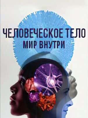 Человеческое тело: мир внутри