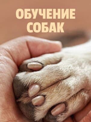 Постер: Обучение собак