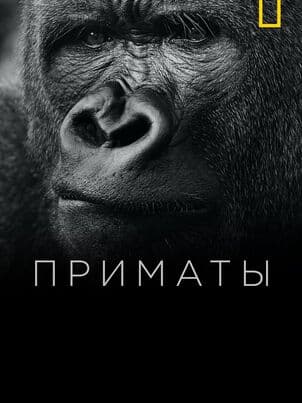 Постер: Приматы