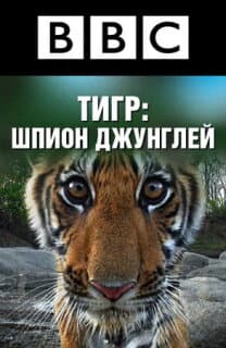 Постер: BBC: Тигр — Шпион джунглей