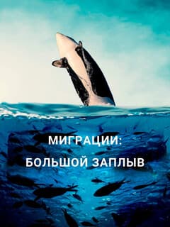 Миграции: большой заплыв