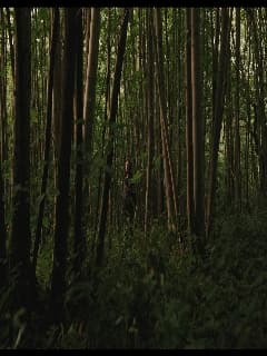 Одиночка