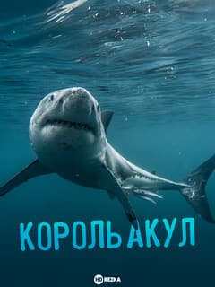 Король акул