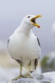 Sully Seagull